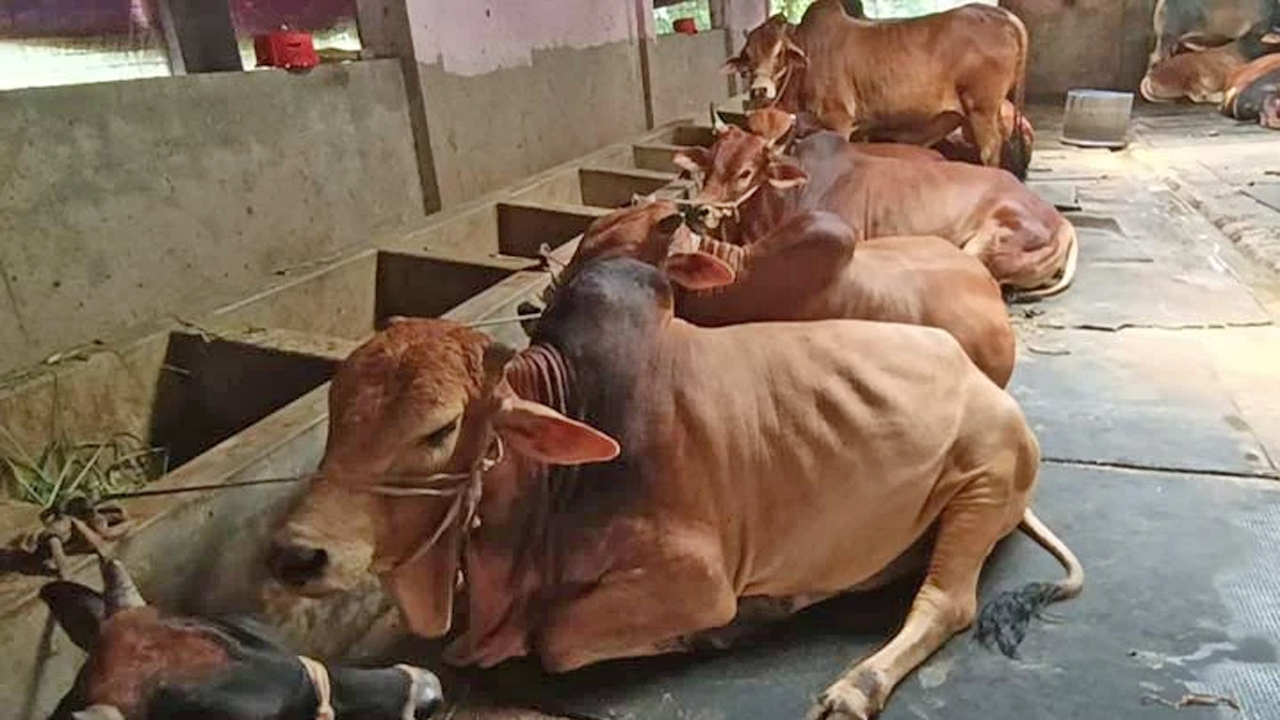 সীমান্তে দেশীয় গরুর খামার প্রস্তুতি