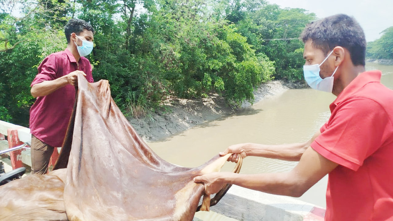 বিক্রি না হওয়ায় নদীতে ফেলা হচ্ছে কোরবানির পশুর চামড়া