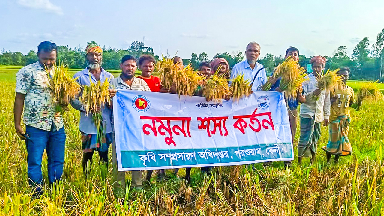 বোরোর বাম্পার ফলনেও খরচে হিমশিম ফেনীর কৃষকরা
