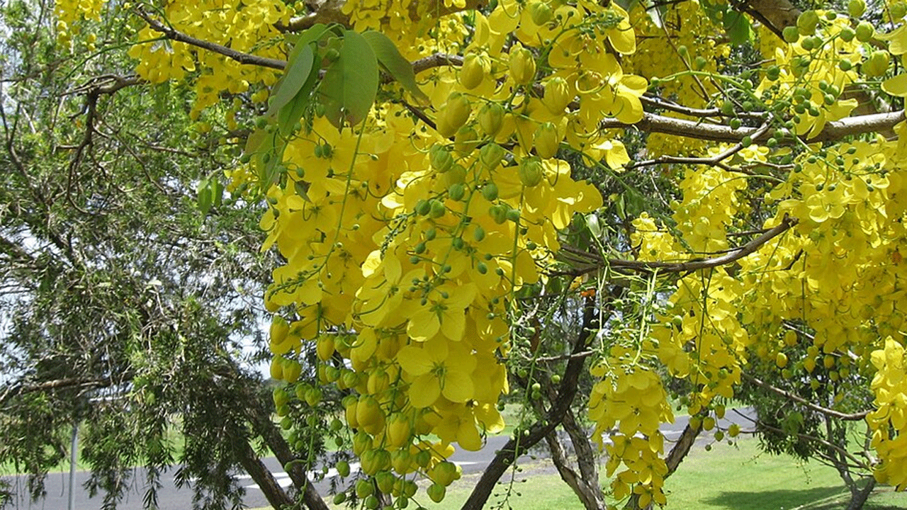 মনোমুগ্ধকর সোনালু ফুল