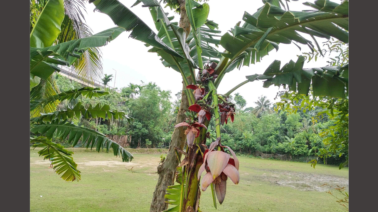 ১ ছড়ায় ১২ কলার মোচা