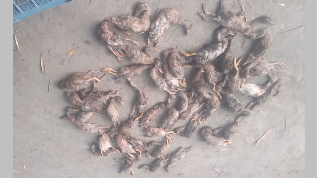 মৃত হাঁস