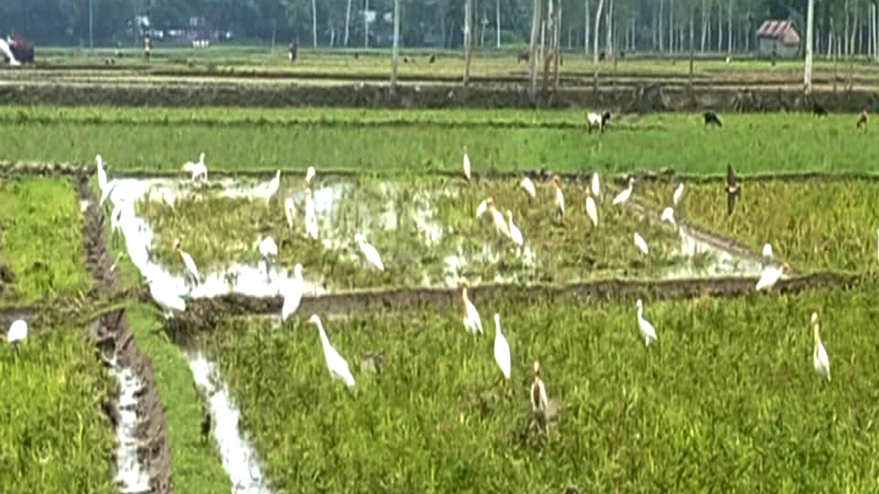 কৃষি জমিতে সারি সারি বকের ঝাঁক
