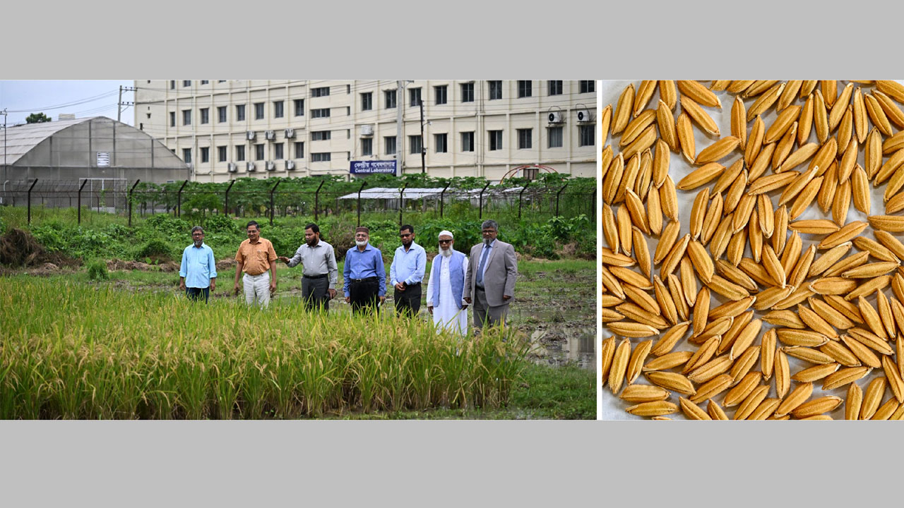 ফসল মূল্যায়নে মাঠে কৃষিতত্ত্ববিদরা, (ডানে) নতুন জাতের ধান