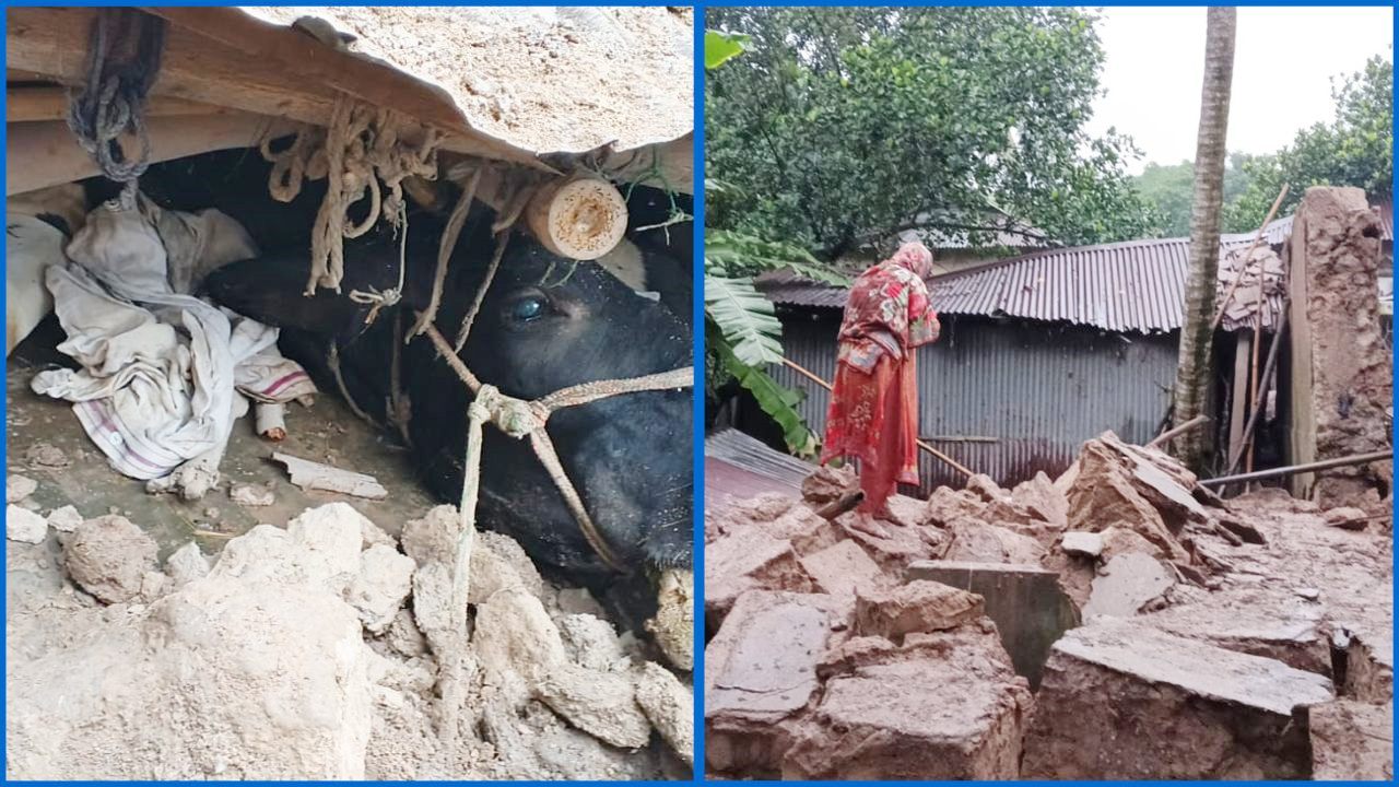 মাটির ঘর ধসে প্রতিবেশী কৃষকের গাভী ও বাছুরের মৃত্যু