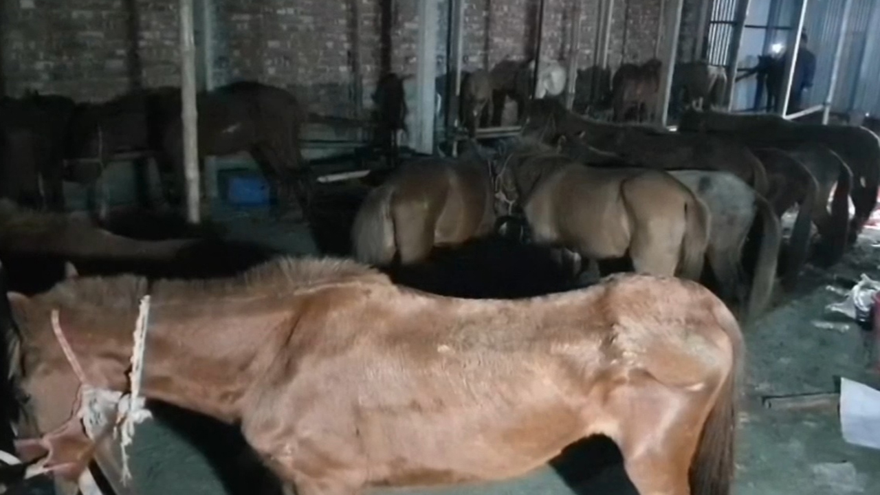 রোগাক্রান্ত ঘোড়া।