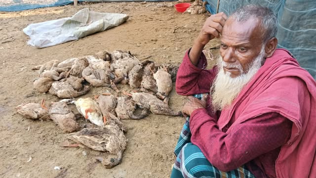 মরে যাওয়া হাঁস