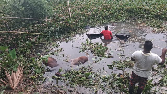 কোরবানির গরু