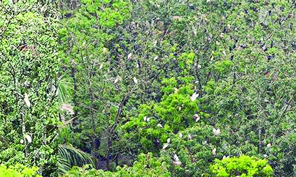 বক ও পানকৌড়ির নিরাপদ প্রজনন ক্ষেত্র