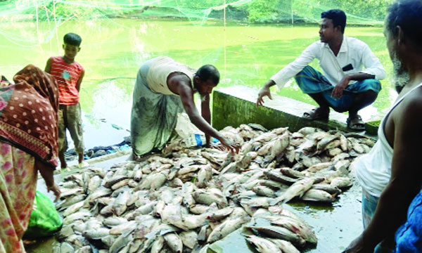 তালায় আগাম শীতের সবজি চাষে কৃষকের মুখে হাসি