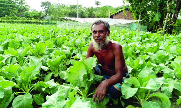 দাগনভূঞায় তালতলী বাজারসংলগ্ন একটি পুকুরে বিষ দেয়ায় মাছগুলো মরে যায় : নয়া দিগন্ত