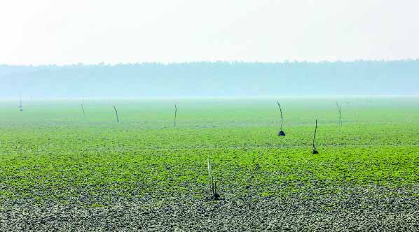 চর আতাউরে একটি গোচারণভূমি : নয়া দিগন্ত