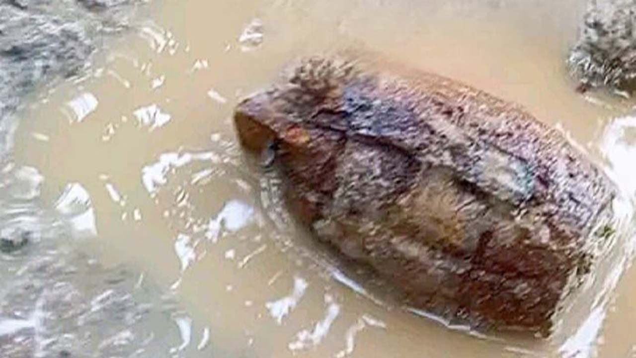 গ্রেনেড