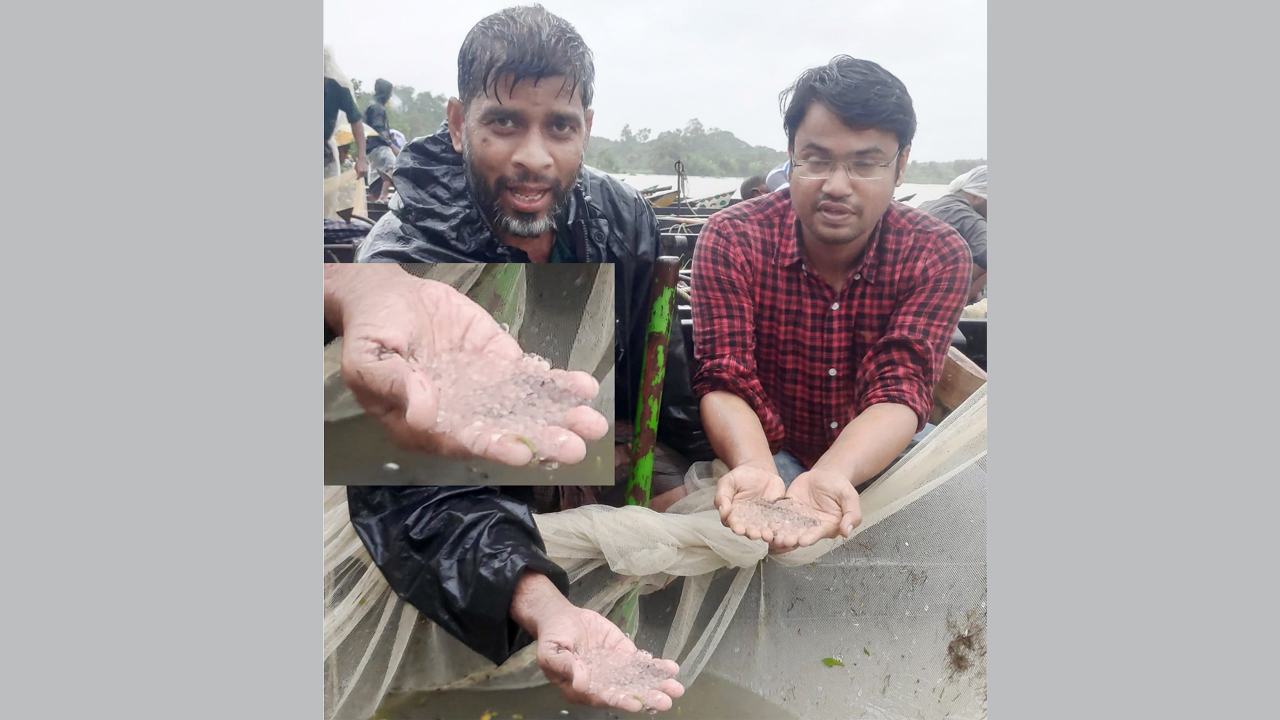 হালদায় মাছের ডিম সংগ্রহ শুরু হয়েছে