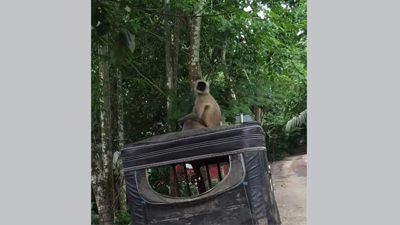 নাজিরপুরে ঘুরে বেড়াচ্ছে দলছুট মুখপোড়া হনুমান