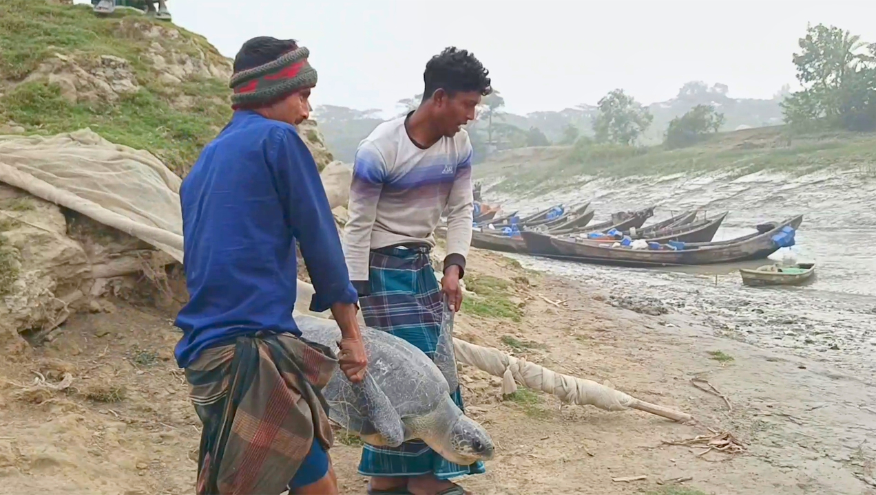 মেঘনা নদীতে কচ্ছপ অবমুক্ত