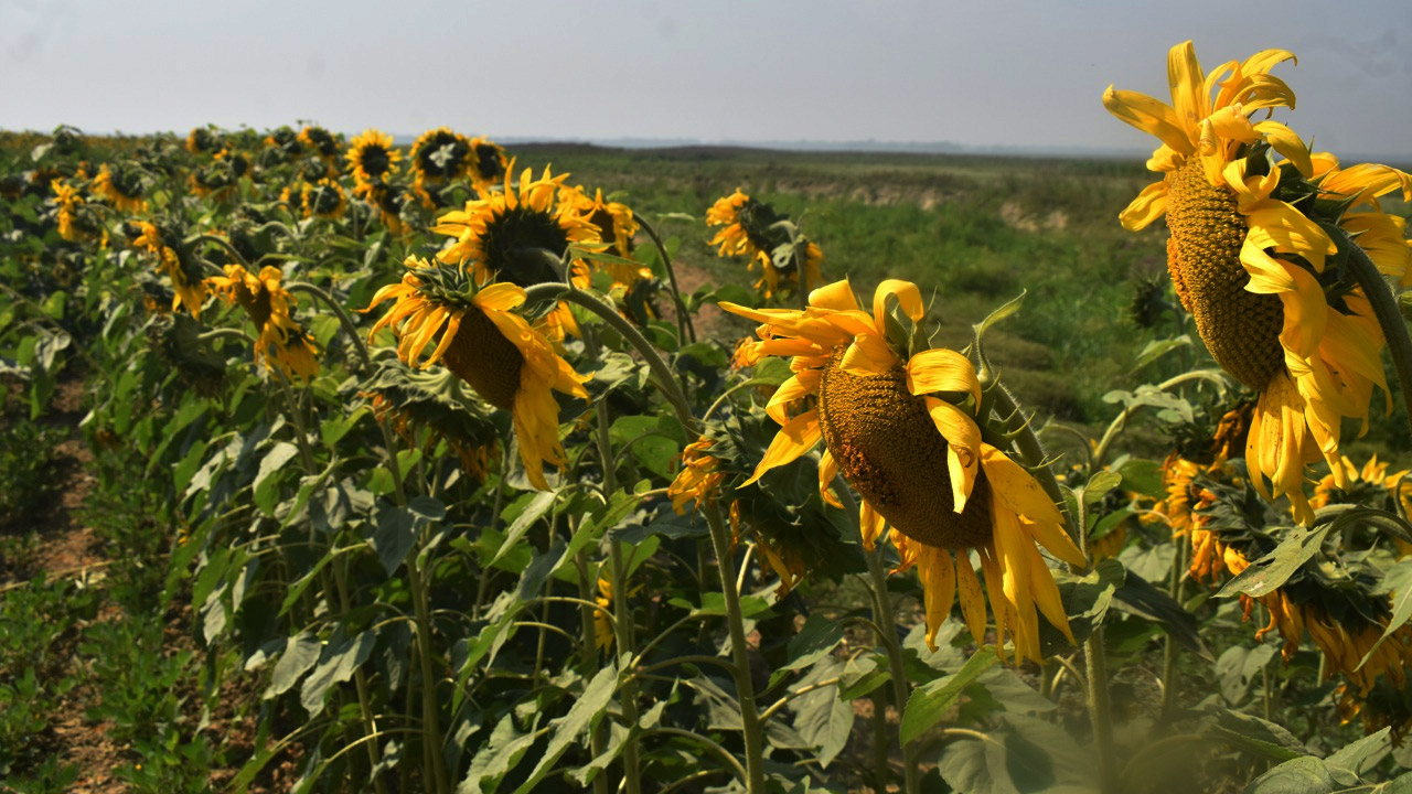 হাকালুকি হাওরে সূর্যমুখী চাষে কৃষকের স্বস্তি