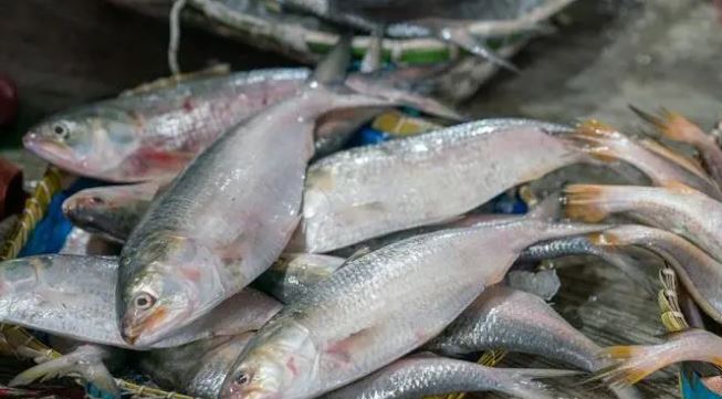 ইলিশ মাছের দাম অনেকটাই নাগালের বাইরে