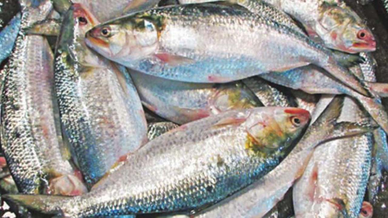 ইলিশ মাছ