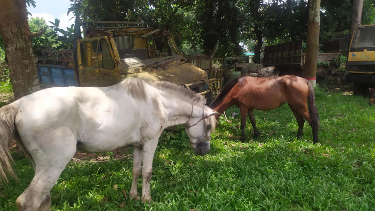 মধুপুরে ঘোড়ার গোশত বিক্রি করতে গিয়ে আটক কসাই