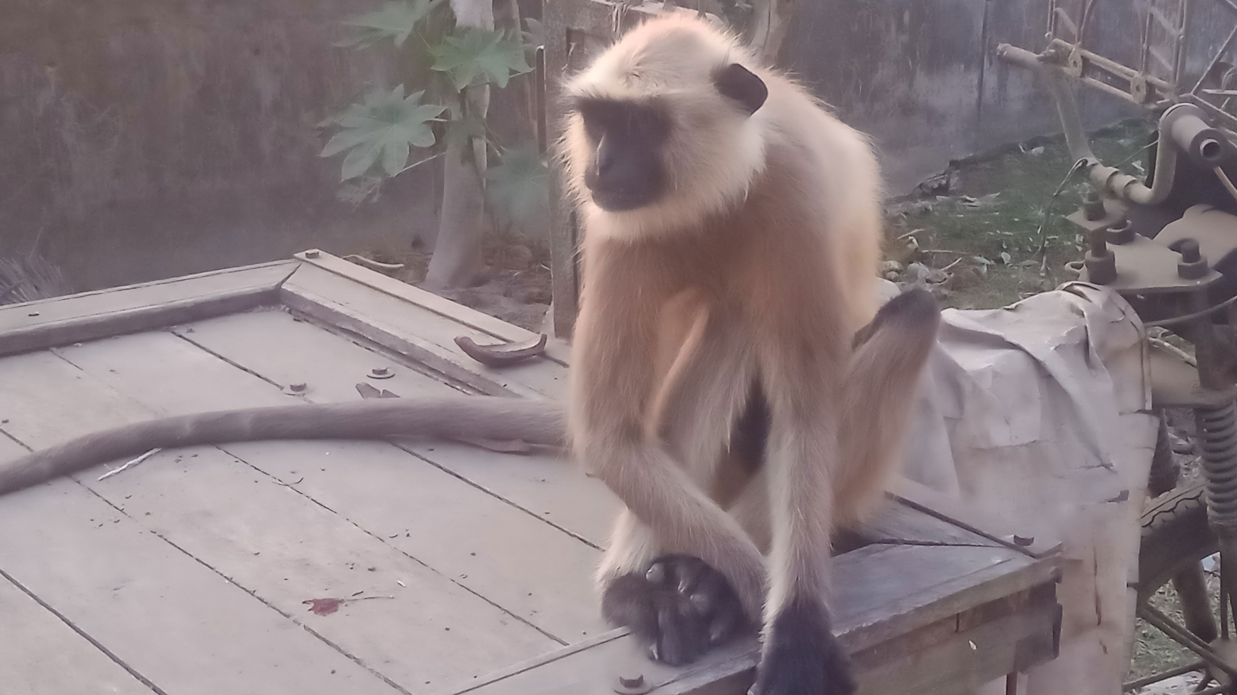 লোকালয়ে ঘুরে বেড়াচ্ছে বনের হনুমান