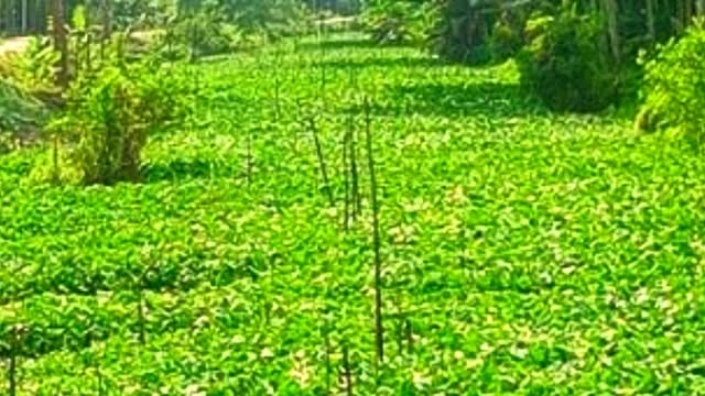 কচুরিপানায় ভরা খাল
