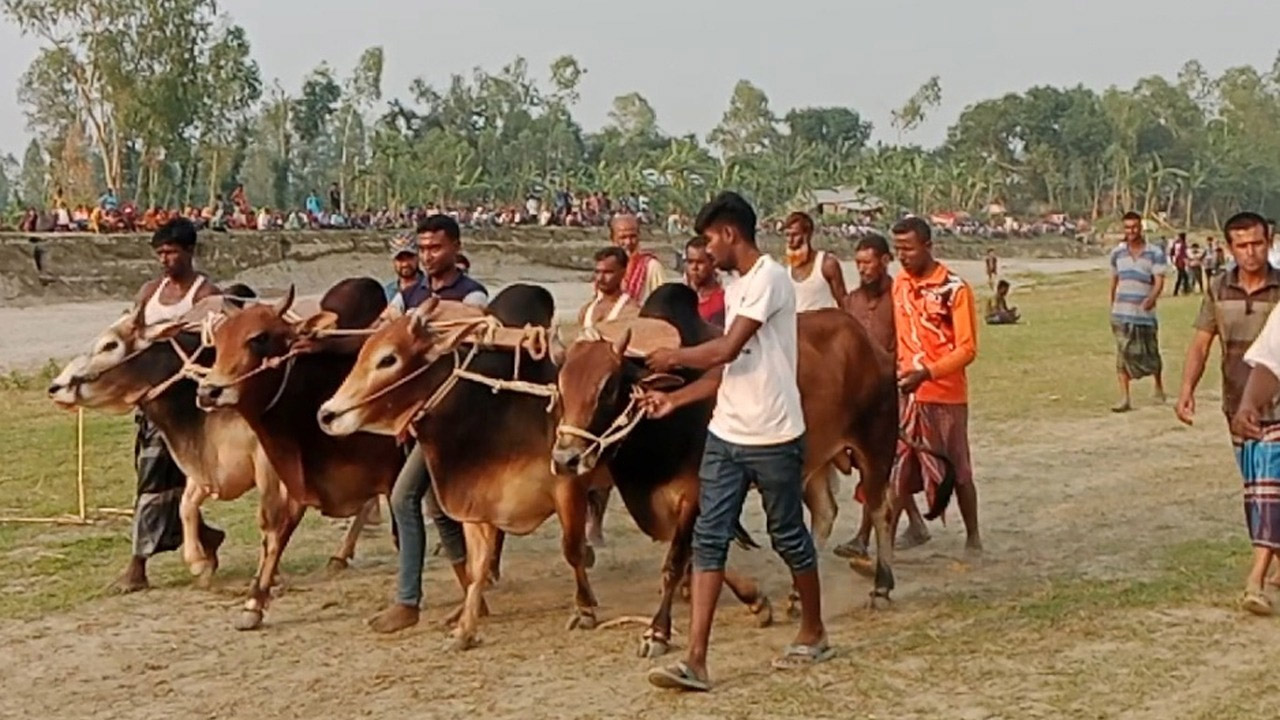 জামালপুরের মাদারগঞ্জে ঐতিহ্যবাহী মই দৌড় খেলা