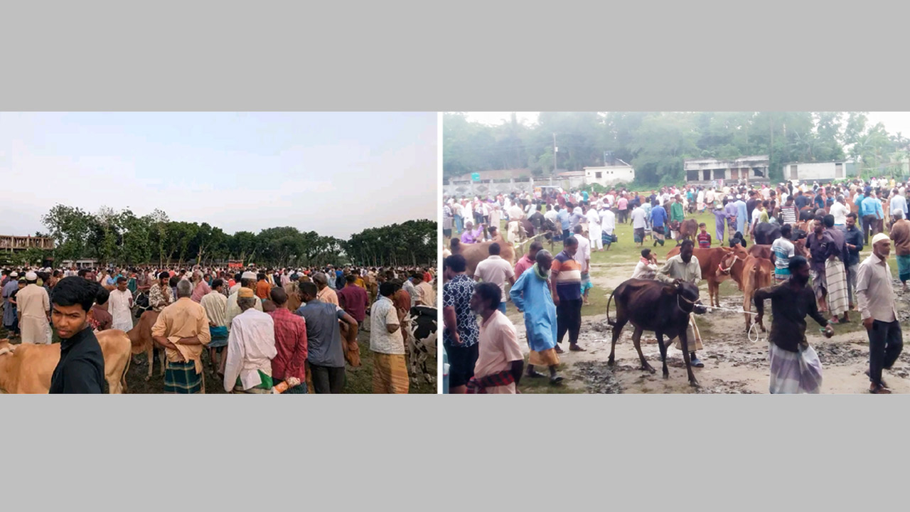 শেষ মুহূর্তের পশুর হাট