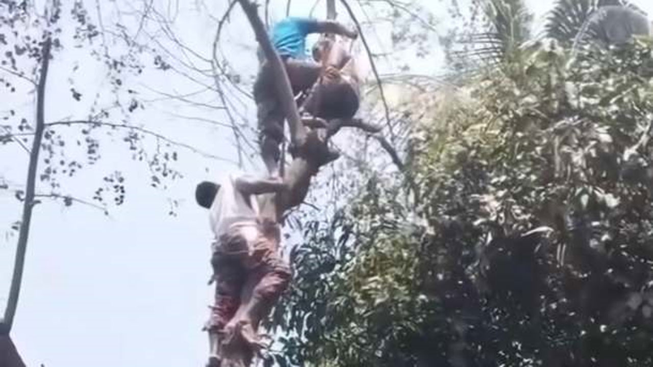 গাছ থেকে অজ্ঞান শ্রমিককে উদ্ধার করছেন ফায়ার সার্ভিসের সদস্যরা