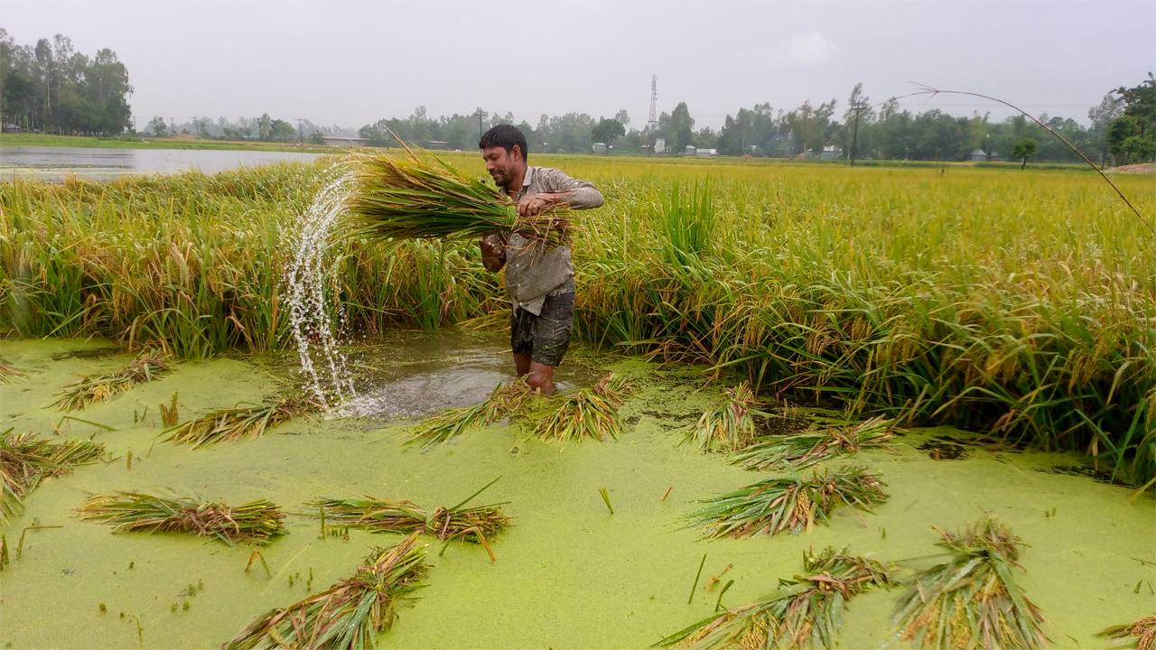 পানিতে তলিয়ে থাকা ধান কেটে নিচ্ছেন কৃষক