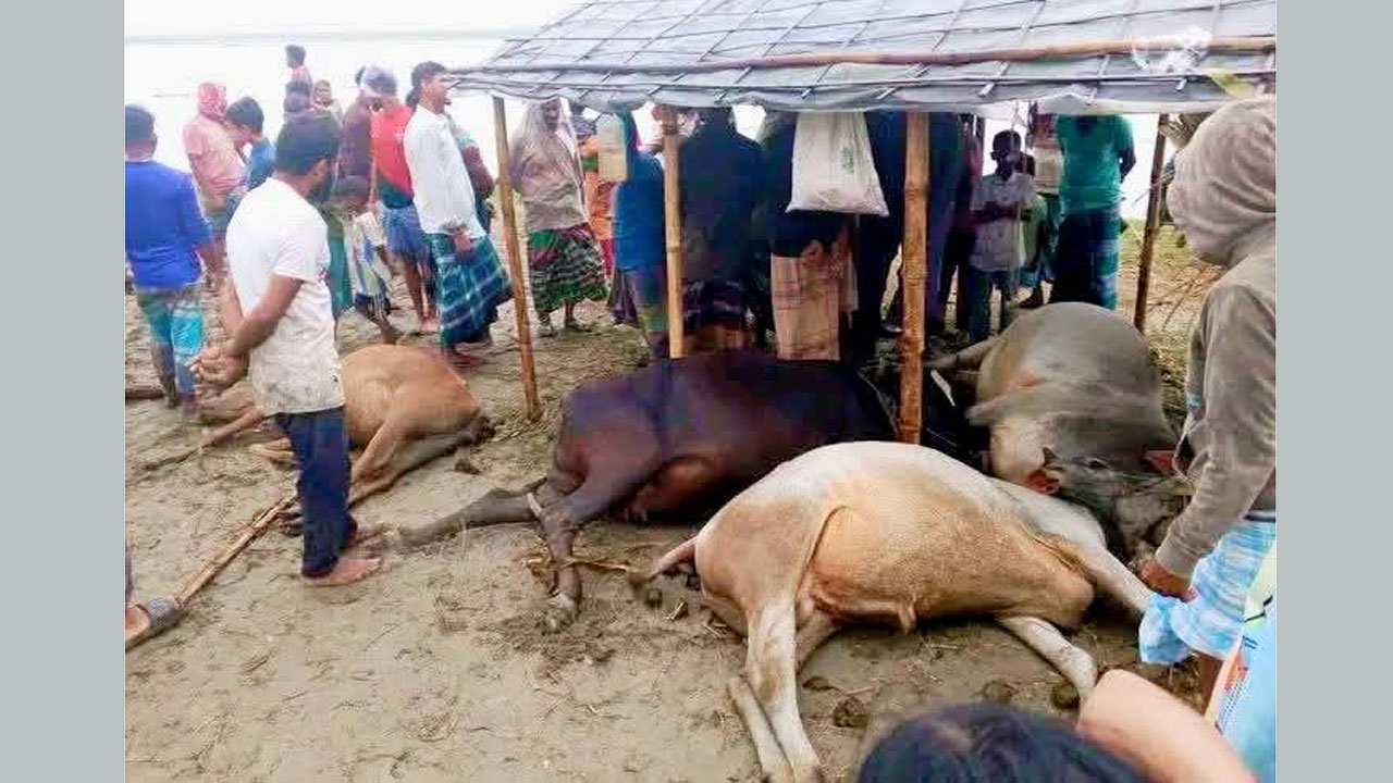 বজ্রপাতে ৪ গরুর মৃত্যু