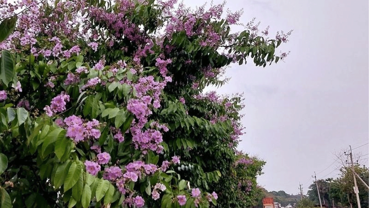 নজরকাড়া জারুল