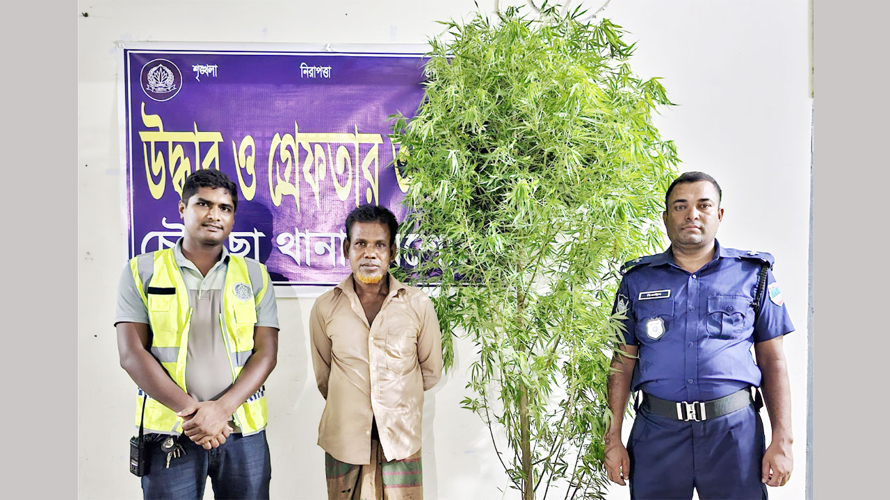 গাঁজা গাছসহ আটক গাঁজাচাষী