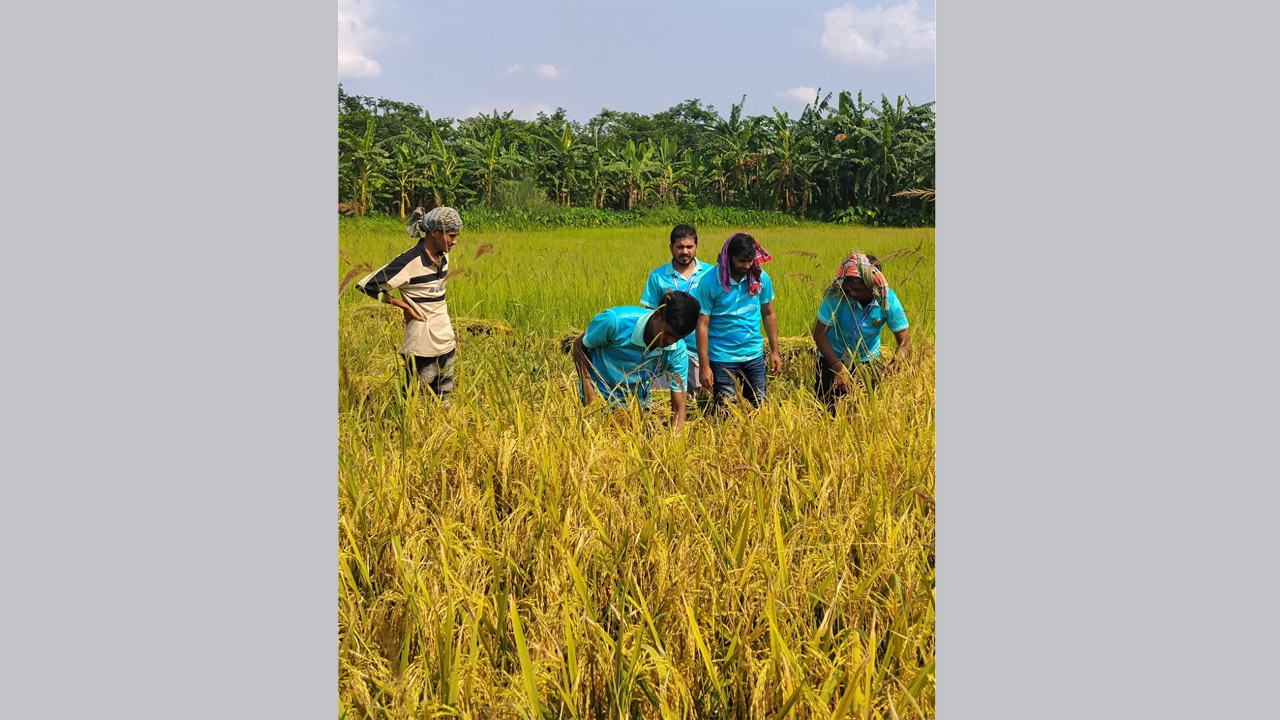 ঝালকাঠি প্রত্যয় তরুণ সঙ্ঘের উদ্যোগে কৃষকের ধান ঘরে তুলতে সহায়তা