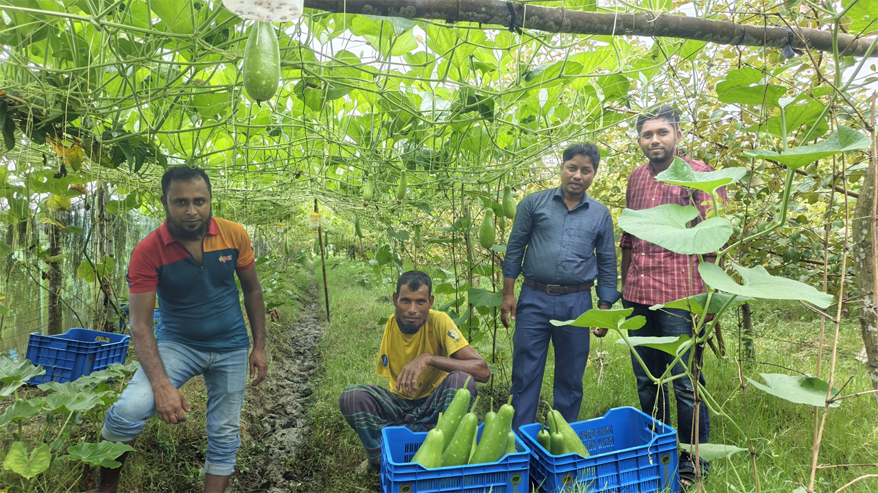 কামরুল-মিজানুর ক্ষেত থেকে লাউ সংগ্রহ করছেন