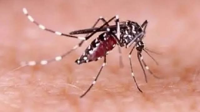 ডেঙ্গুমশা