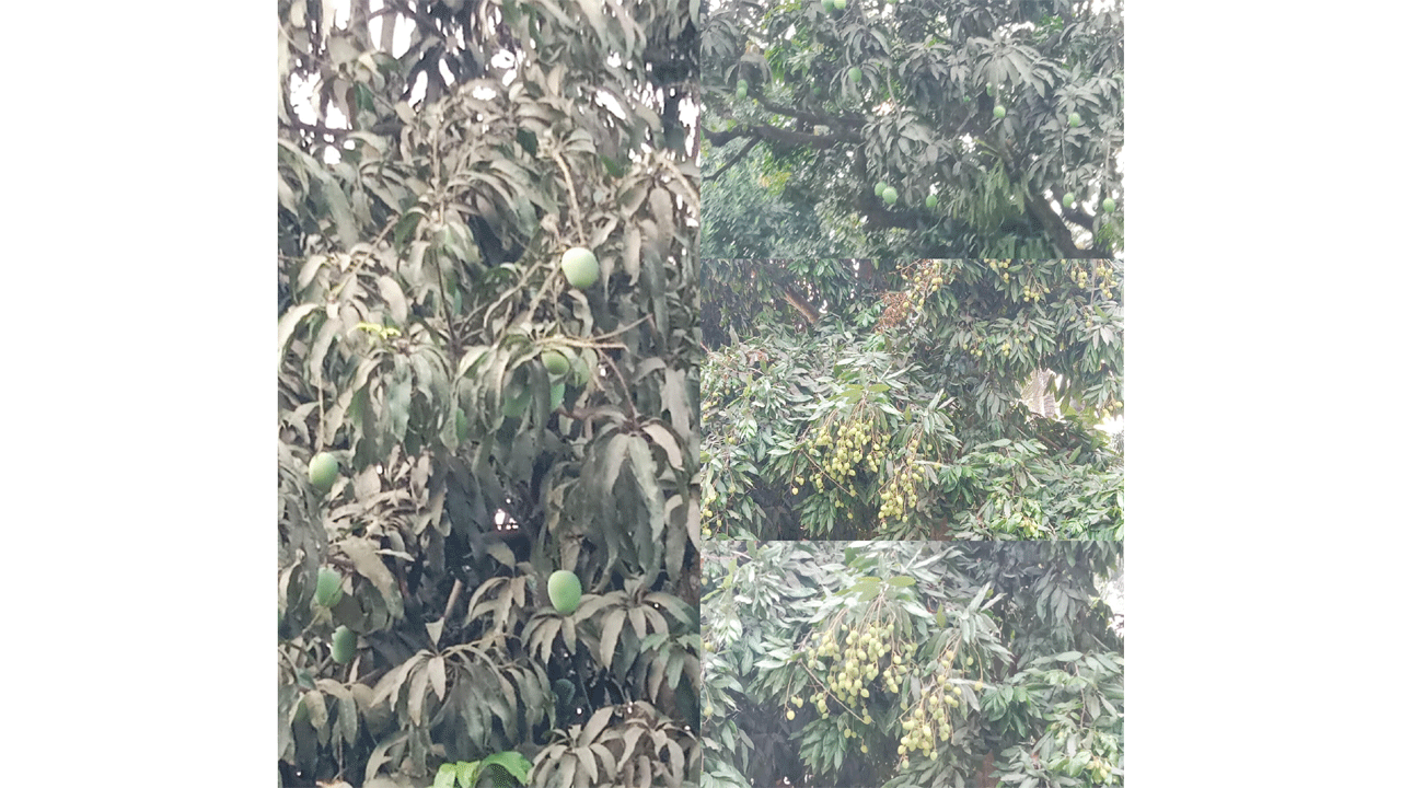 লিুচ ও আমের গুটি