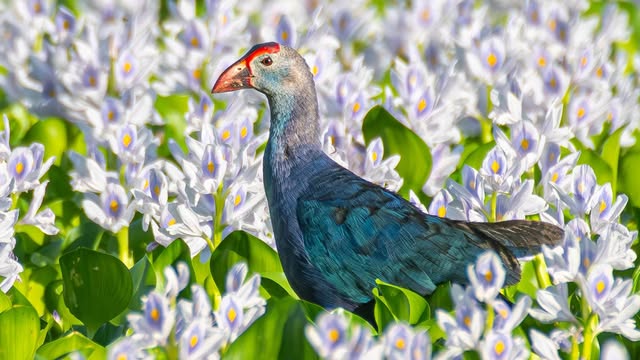 বিরল প্রজাতির কালিম পাখি