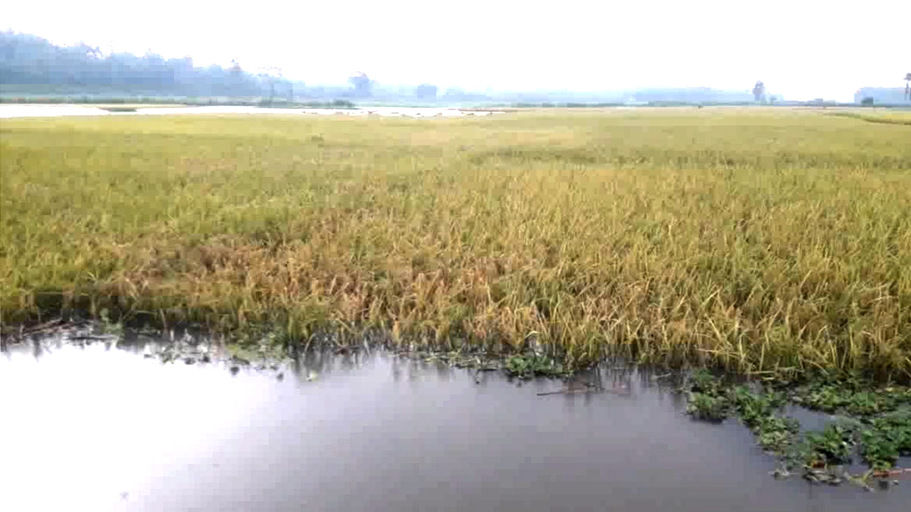 বৃষ্টি ও পাহাড়ি ঢলে তলিয়ে গেছে ফসলি জমি