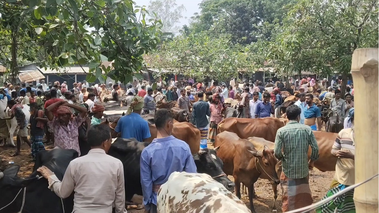 কাইতলা পশুর হাট, মির্জাপুর (টাঙ্গাইল)