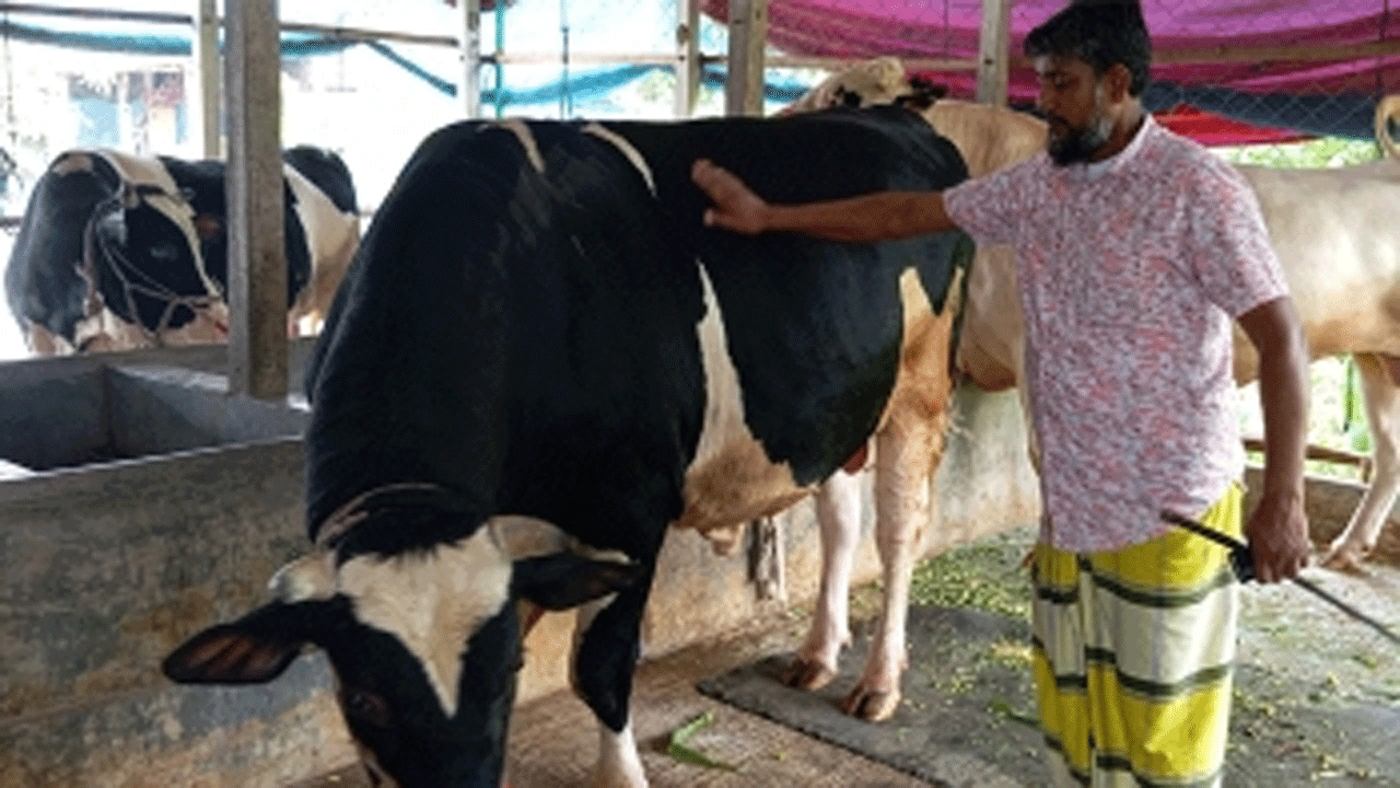 কোরবানির গরু কালা বাবু