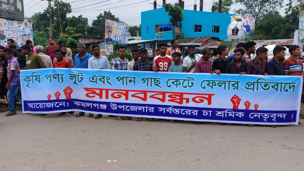 কৃষি পণ্য লুট ও পান গাছ কাটার প্রতিবাদে কমলগঞ্জে মানববন্ধন