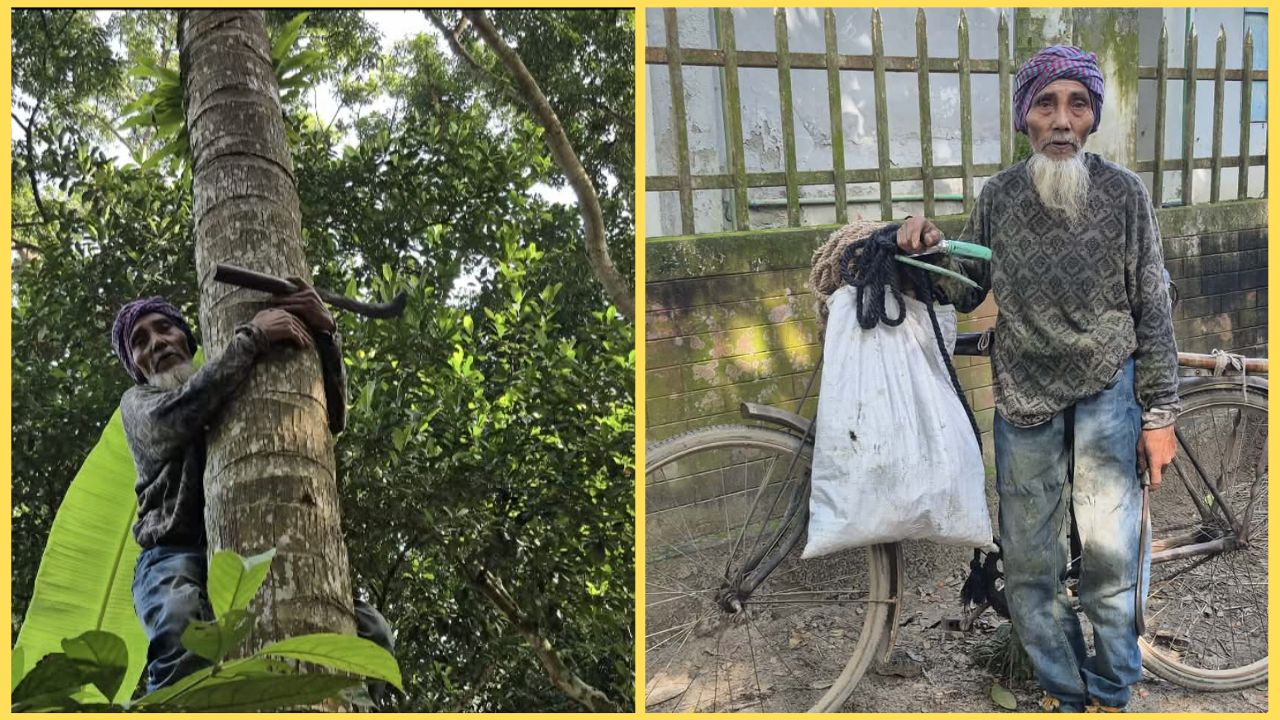কটিয়াদীতে গাছ ছাঁটানোর কাজ করা বৃদ্ধ হাবিবুর রহমান হাবু