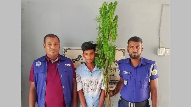 গাঁজা গাছসহ আটক মাদককারবারি