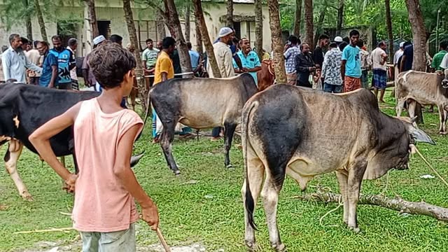 কোরবানির হাট