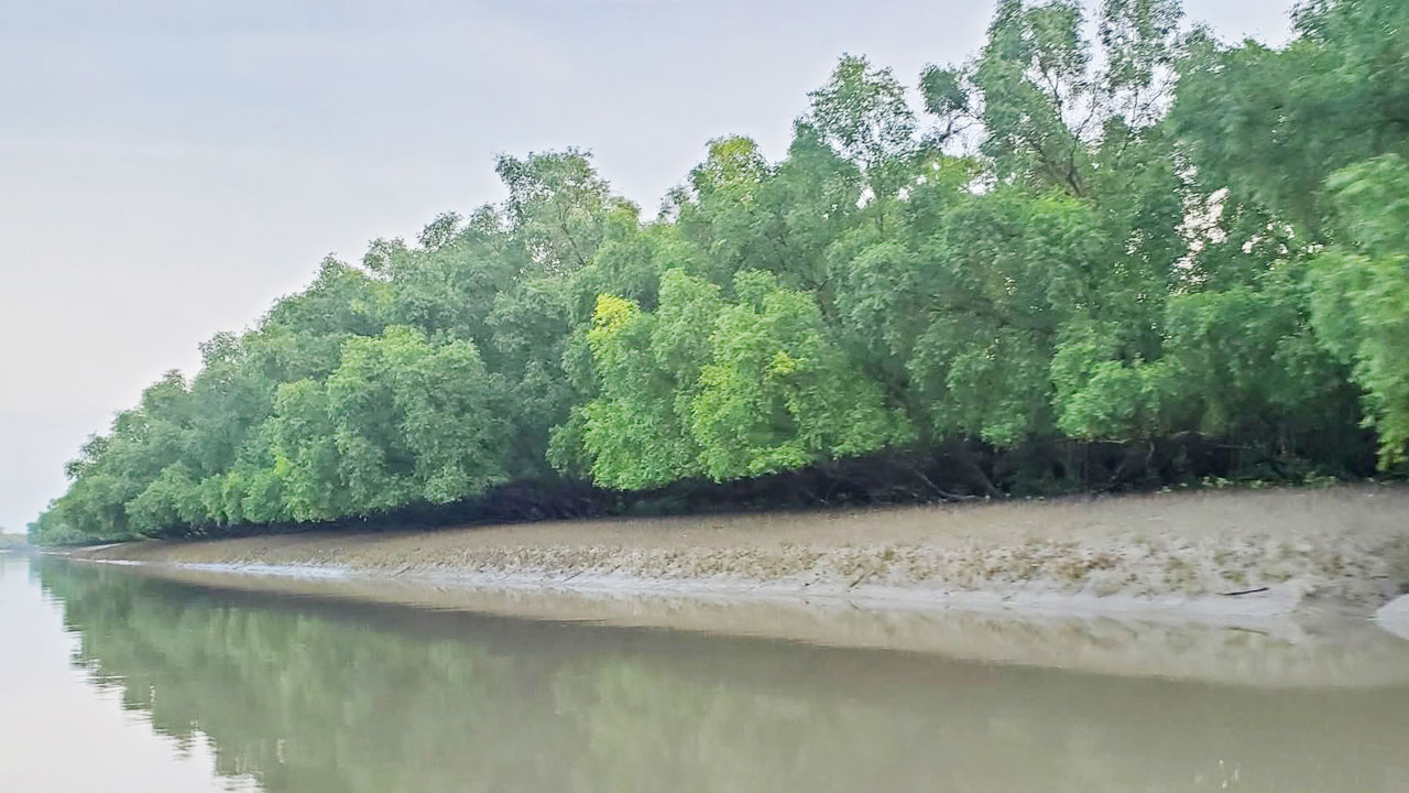 ম্যানগ্রোভ ফরেস্ট সুন্দরবন