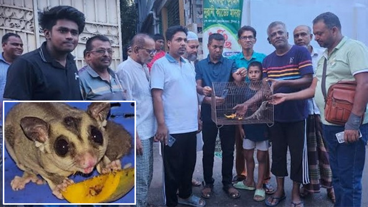 খুলনার বন্যপ্রাণী ব্যবস্থাপনা ও প্রকৃতি সংরক্ষণ বিভাগের প্রতিনিধি দলের কাছে হস্তান্তর করেন উদ্ধারকারী ফটোসাংবাদিক এম এম মিন্টু ও তার পরিবারের সদস্যরা