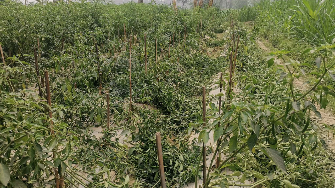 রাতের আঁধারে নষ্ট করা মরিচ ক্ষেত