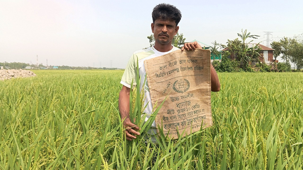 কিশোরগঞ্জের করিমগঞ্জে ব্রি ধান-৮৮ চাষ করে বিপাকে কৃষক