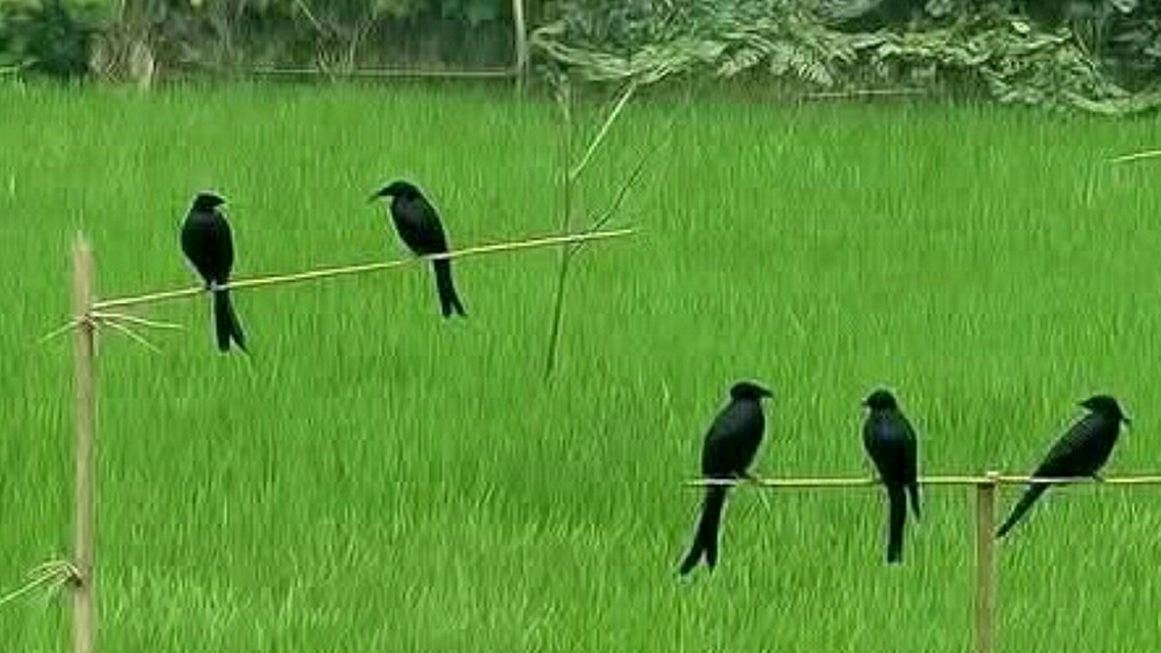 পার্চিং পদ্ধাতিতে পোকা শিকার